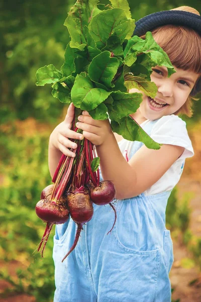 Gyermek Zöldségeket Gazdaságban Szelektív Összpontosít — Stock Fotó