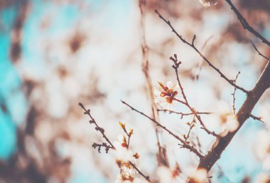 Bahar çiçekli ağaçlar. Seçici odak. 