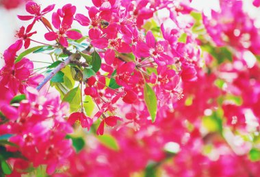 Bahar çiçekli ağaçlar. Seçici odak. 