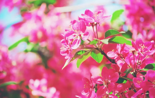 Los Árboles Que Florecen Primavera Enfoque Selectivo — Foto de Stock