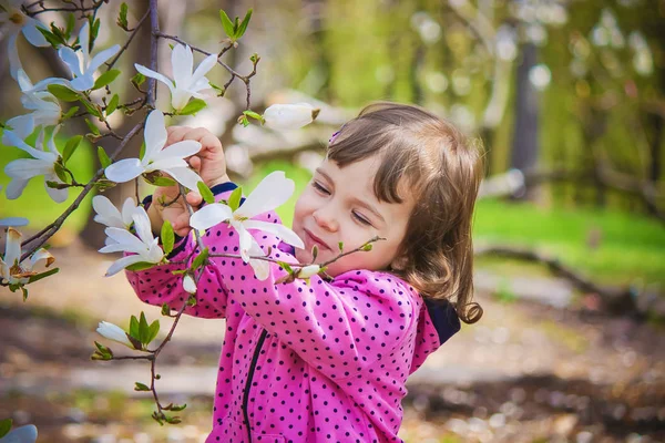 Child Blooming Garden Magnolia Selective Focus — Stock Photo, Image