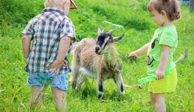 Çocuk bir keçi ile. Seçici odak.