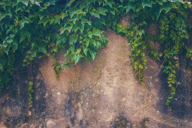 Taş dokusu. Seçici odak. 