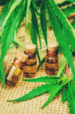 Esrar bitki ve tedavi (et suyu, tentür, özü, petrol) için bırakır. Seçici odak.