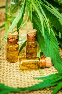 Esrar bitki ve tedavi (et suyu, tentür, özü, petrol) için bırakır. Seçici odak.