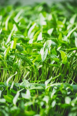 Fide. Tencerelerde. Biber. Seçici odak. 