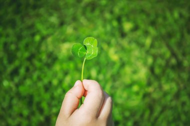 Yonca yaprağı. Mutlu Sevgililer günü. Seçici odak. 