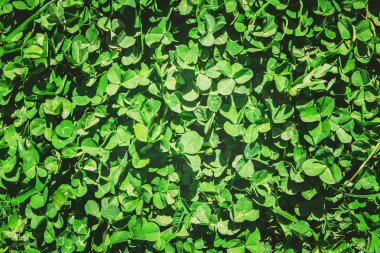 Yonca yaprağı. Mutlu Sevgililer günü. Seçici odak. 