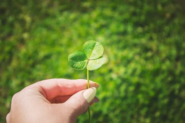 Yonca yaprağı. Mutlu Sevgililer günü. Seçici odak. 