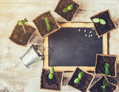 Salatalık bardaklarda fidan. Seçici odak.