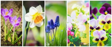 Many pictures of flowers. Collage. Selective focus clipart