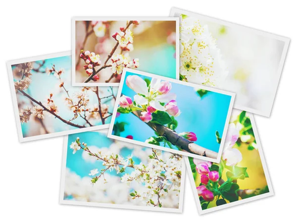 Frühlingsblühende Bäume Collage Selektiver Fokus — Stockfoto