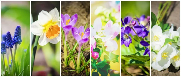 Birçok Çiçek Resimleri Kolaj Seçici Odak — Stok fotoğraf