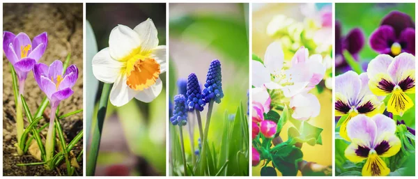 Many Pictures Flowers Collage Selective Focus — Stock Photo, Image