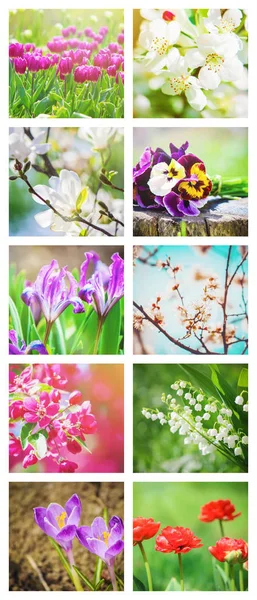 Många Bilder Blommor Collage Selektivt Fokus — Stockfoto