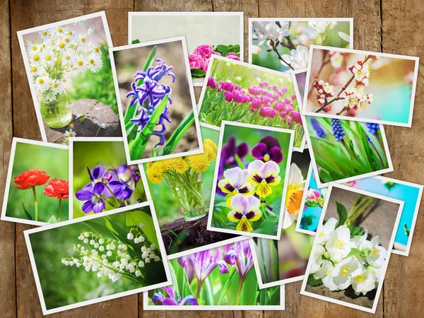 Många Bilder Blommor Collage Selektivt Fokus — Stockfoto