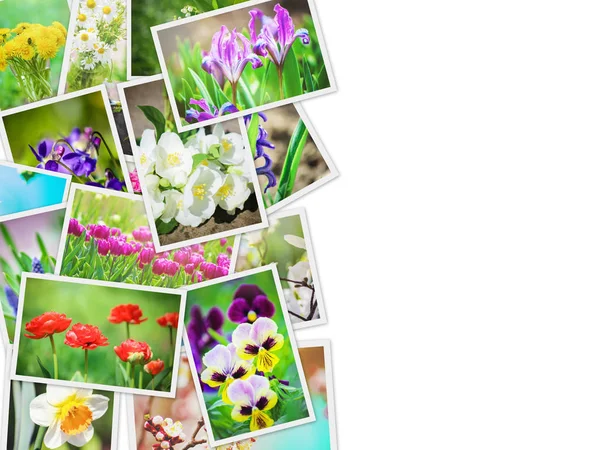 Många Bilder Blommor Collage Selektivt Fokus — Stockfoto