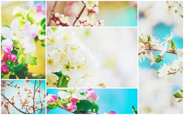 Spring Flowering Trees Collage Selective Focus — Stock Photo, Image