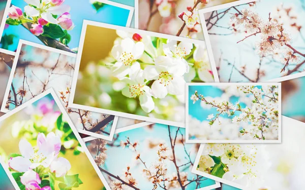 Весняні Квітучі Дерева Колаж Вибірковий Фокус — стокове фото