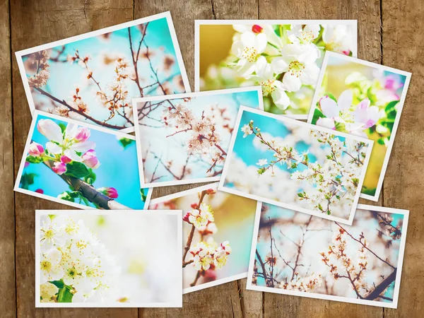 Frühlingsblühende Bäume Collage Selektiver Fokus — Stockfoto