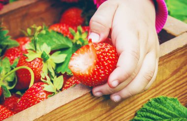 Bahçeden çilek ev. Seçici odak. 