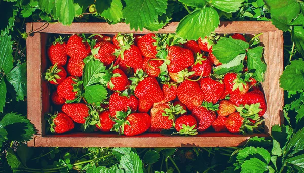 Fragola Casa Dal Giardino Focus Selettivo — Foto Stock