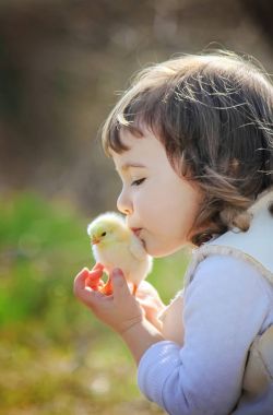 Çocuk bir tavuk elinde tutar. Kız ve kuş. Seçici odak. 