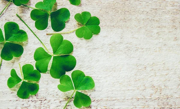 Foglia Trifoglio Buon San Patrizio Focus Selettivo — Foto Stock