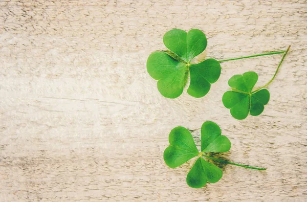 Foglia Trifoglio Buon San Patrizio Focus Selettivo — Foto Stock