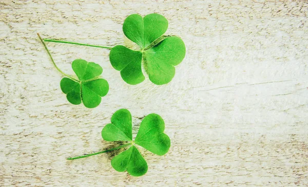 Clover leaf. Happy St. Patrick\'s Day. Selective focus.