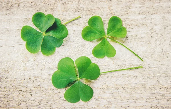 Foglia Trifoglio Buon San Patrizio Focus Selettivo — Foto Stock