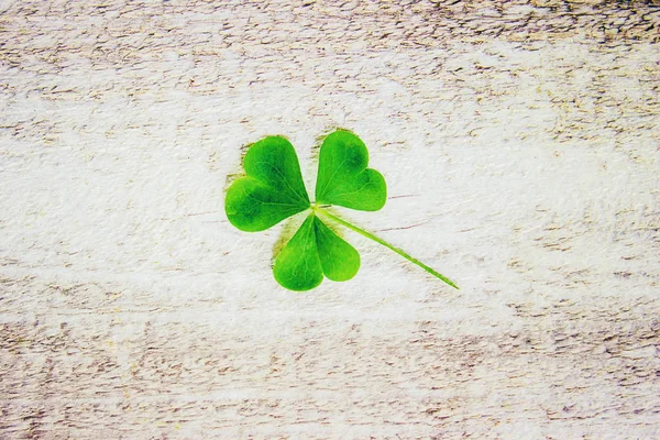 Clover Leaf Happy Patrick Day Selective Focus — Stock Photo, Image