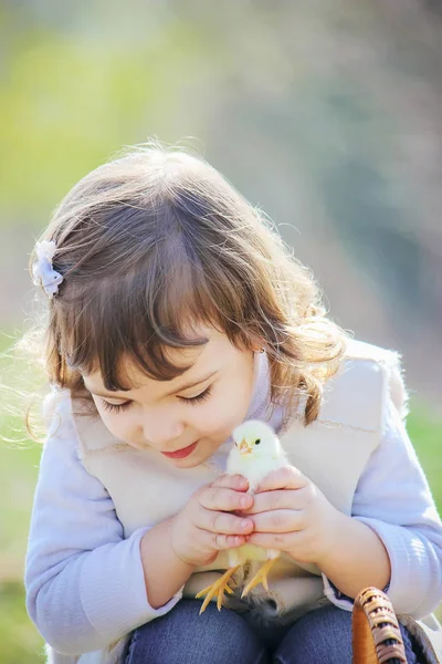 Child Holds Chicken His Hands Girl Bird Selective Focus Stock Picture
