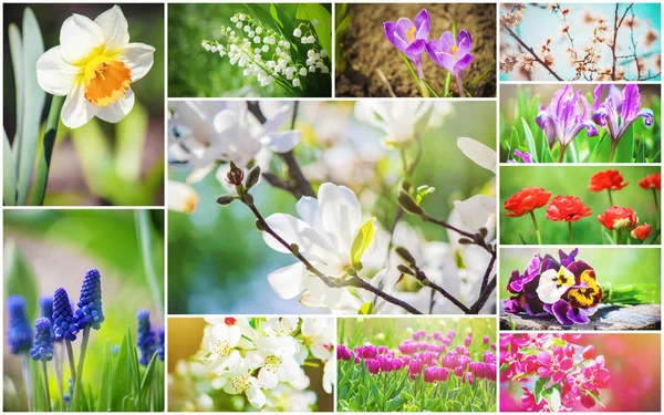 Muitas Fotos Flores Colagem Foco Seletivo — Fotografia de Stock