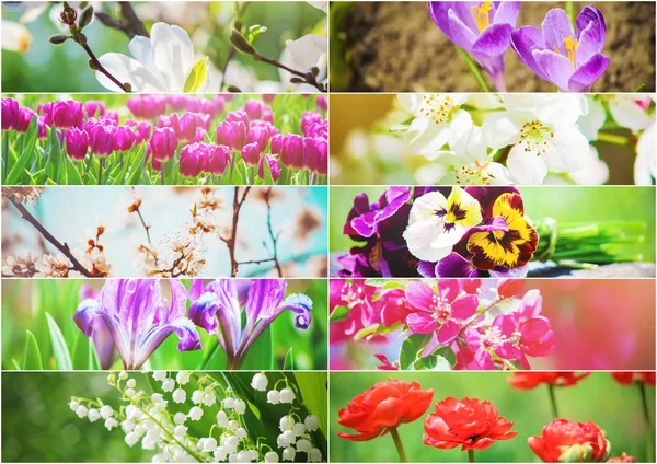 Viele Bilder Von Blumen Collage Selektiver Fokus — Stockfoto
