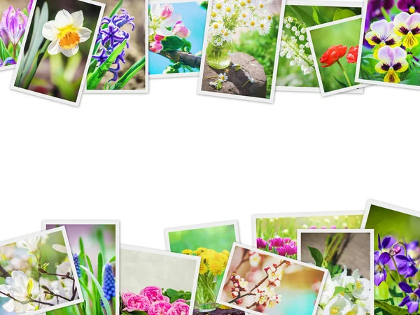 Många Bilder Blommor Collage Selektivt Fokus — Stockfoto