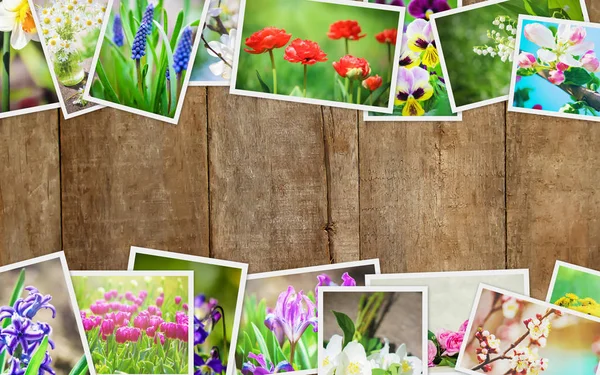 Багато Зображень Квітів Колаж Вибірковий Фокус — стокове фото