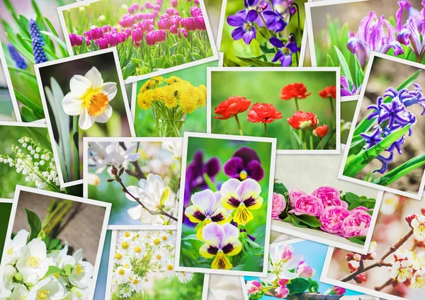 Många Bilder Blommor Collage Selektivt Fokus — Stockfoto