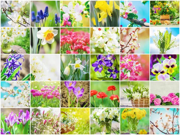 Många Bilder Blommor Collage Selektivt Fokus — Stockfoto