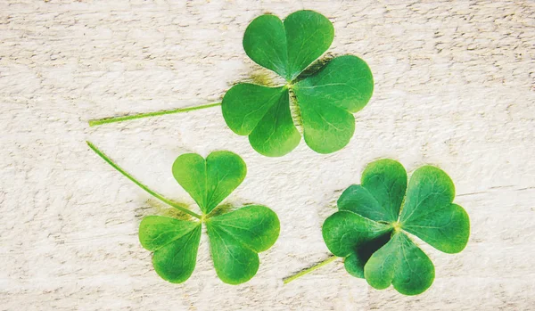 Foglia Trifoglio Buon San Patrizio Focus Selettivo — Foto Stock