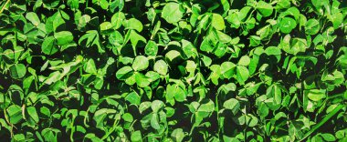 Yonca yaprağı. Mutlu Sevgililer günü. Seçici odak. 