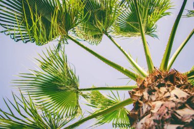 Bir avuç gökyüzü. Seçici odak.