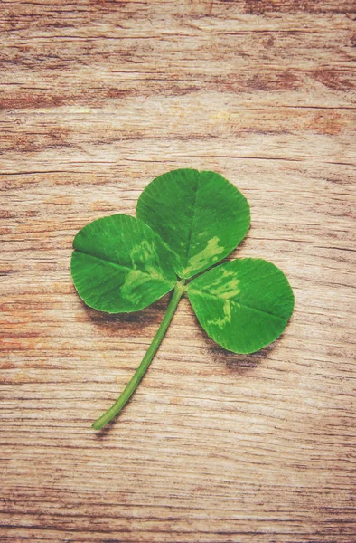 Clover Leaf Happy Patrick Day Selectieve Aandacht — Stockfoto