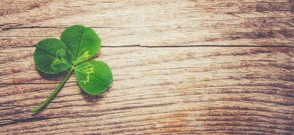 Clover Leaf Happy Patrick Day Selective Focus — Stock Photo, Image