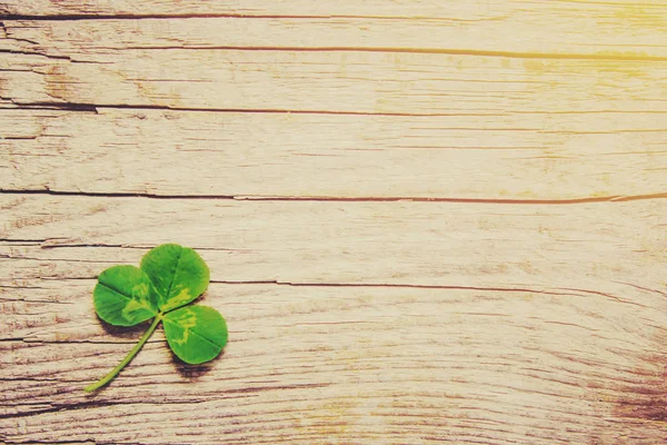 Foglia Trifoglio Buon San Patrizio Focus Selettivo — Foto Stock