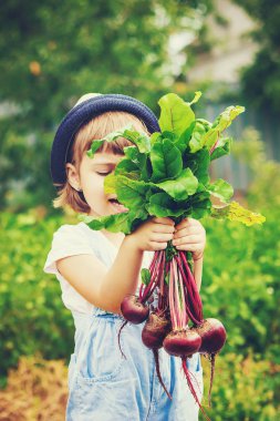 Çocuk ve çiftlikte sebze. Seçici odak. 