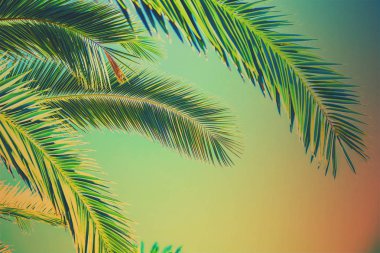 Bir avuç gökyüzü. Seçici odak.