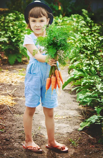 Niños Verduras Granja Enfoque Selectivo —  Fotos de Stock