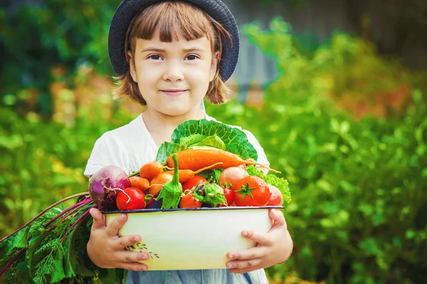 Niños Verduras Granja Enfoque Selectivo — Foto de Stock