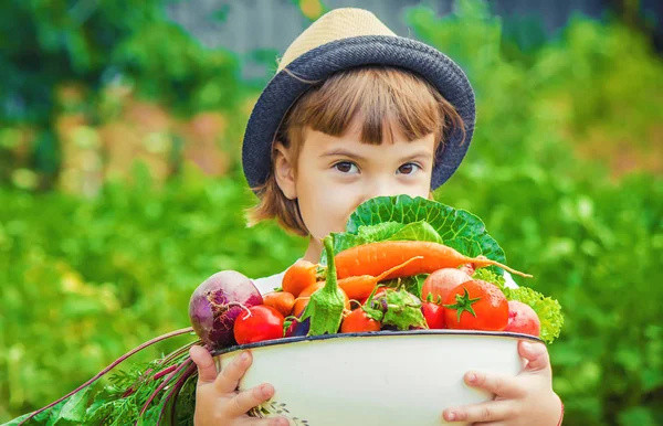 Bambino Verdure Azienda Focus Selettivo — Foto Stock